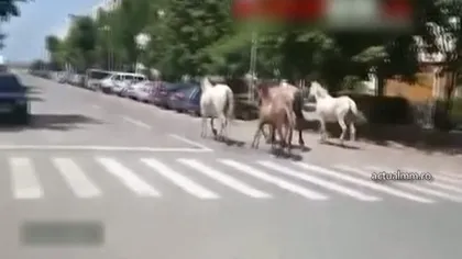 IMAGINI ULUITOARE în Baia Mare. Mai mulţi cai, filmaţi în timp ce galopau pe străzi VIDEO
