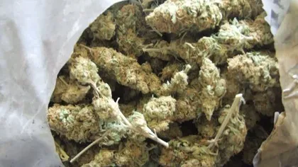 Traficanţi de droguri arestaţi; colet cu peste un kg de cannabis găsit pe bancheta unui autoturism