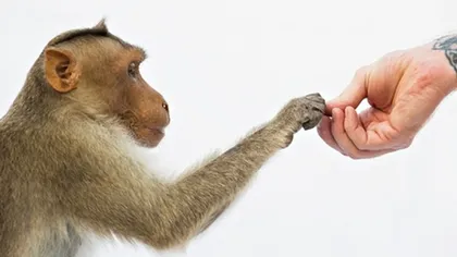 Mâna omului este mai primitivă decât a cimpanzeului