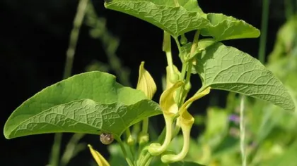 O plantă folosită la remedii naturiste în România cauzează CANCER