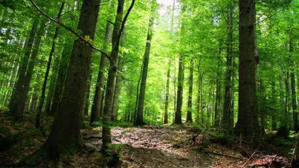 O fundaţie vrea să cumpere 100.000 de hectare de pădure în România