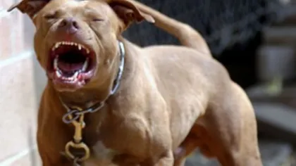 Un pitbull a ucis un alt câine, l-a atacat pe stăpânul acestuia şi pe jandarmii din Alba Iulia chemaţi în ajutor