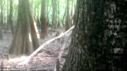Fotografia care a pus internetul pe jar. Creatura bizară surprinsă de o femeie în pădure VIDEO