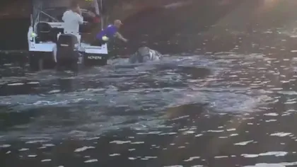 O balenă disperată cere ajutorul unor pescari. Imaginile te lasă fără cuvinte VIDEO