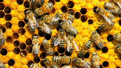 Uniunea Europeană interzice aceste substanţe pentru a salva albinele. Vezi ce nu mai e voie să foloseşti