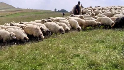 Un cioban a cerut ajutorul pompierilor pentru a-şi adăpa oile