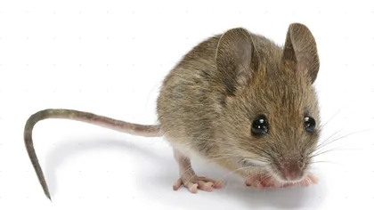 Ce se întâmplă dacă scufunzi un şoarece în Mountain Dew timp de 30 de zile VIDEO