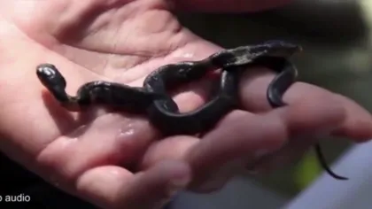 Un şarpe cu două capete face furori pe internet: Are două CREIERE care gândesc simultan VIDEO