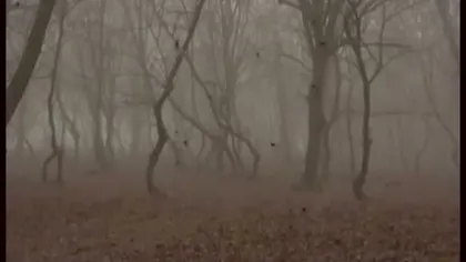 O pădure din România, în topul celor mai înfricoşătoare locuri din Europa VIDEO