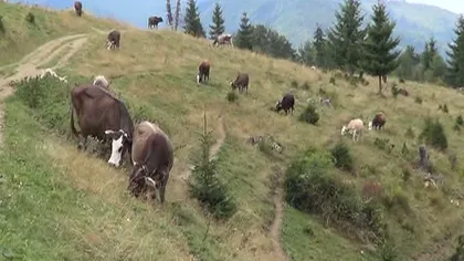 ALERTĂ în nordul judeţului Argeş. Zeci de vaci şi măgari, UCIŞI de urşii agresivi VIDEO