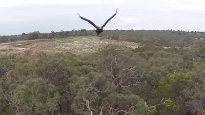 Imagini FABULOASE. Un vultur a atacat o DRONĂ crezând că este hrană VIDEO