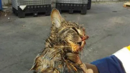 Povestea pisici salvate dintr-o maşină de gunoi chiar înainte de incinerare. Cum se simte felina acum FOTO