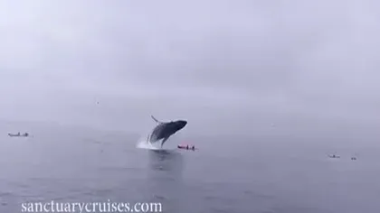 Incident incredibil. O balenă sare peste barca a doi turişti VIDEO