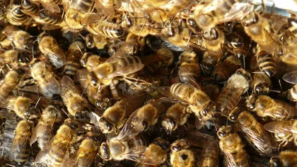 Un tânăr a murit după ce a fost înţepat de un roi de albine
