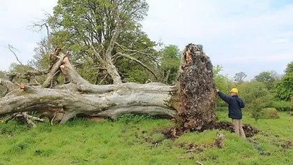 Ce s-a descoperit sub rădăcina unui copac bătrân de 200 de ani, doborât de furtună. Martorii s-au îngrozit