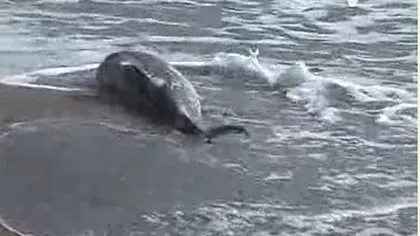 Masacru pe litoral în această vară. Sute de delfini au fost aduşi morţi la mal