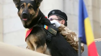 A murit Max, câinele-erou al Armatei Române. Patrupedul a salvat numeroase vieţi în Afghanistan