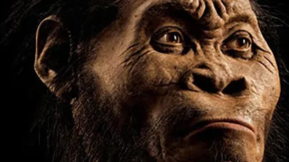 O nouă specie de hominid, descoperită în Africa FOTO
