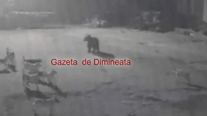 Mai mulţi câini au fost devoraţi de un urs, în oraşul Petroşani VIDEO