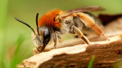 Veninul de viespe omoară celulele canceroase