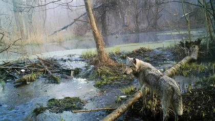 Cernobîl a devenit o adevărată rezervaţie de lupi şi mistreţi