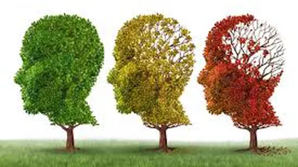 O proteină are rol determinant în progresia maladiei Alzheimer