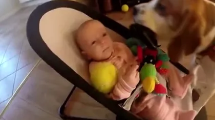 Un câine fură jucăria unui copil, apoi îi pare rău şi îi aduce cadouri multe VIDEO