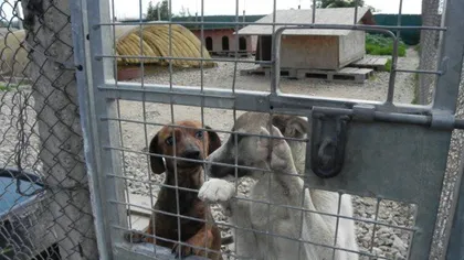 Şefii unui adăpost pentru câini, condamnaţi pentru acte de CRUZIME asupra animalelor