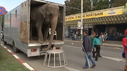 Un elefant de TREI TONE se plimbă liber prin Ploieşti VIDEO