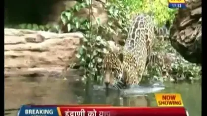 Jaguar prea leneş să facă sex, expulzat dintr-o grădină zoologică