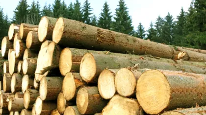 RAPORT: Jumătate din lemnul tăiat în ultimul deceniu în România a provenit din surse ilegale