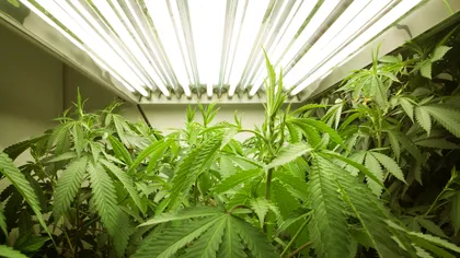 Australienii ar putea cultiva marijuana în scopuri medicale