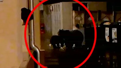 Momente de PANICĂ în Buşteni. O ursoaică cu doi pui, surprinşi lângă casele oamenilor VIDEO