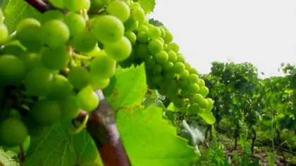 Vești bune pentru băutorii de vin: Viţa de vie va rezista încălzirii globale