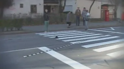 Accident mortal în Alba Iulia. Un pensionar a fost SPULBERAT pe trecerea de pietoni VIDEO