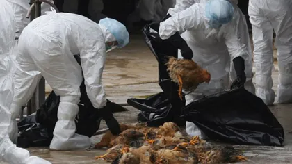 Primul caz de gripă aviară detectat în Franţa din 2007