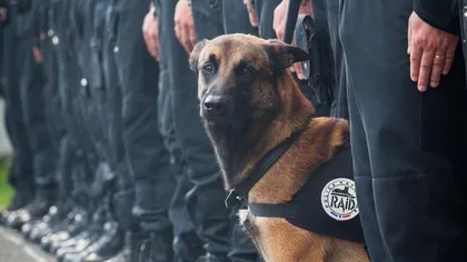 Câine poliţist care suferă de artrită la membre, scos la licitaţie