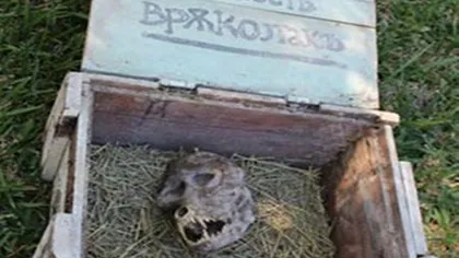Un fermier a descoperit un craniu ciudat blocat într-o cutie. Aceasta este dovada vie că Vârcolacii există?