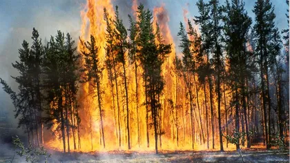 Incendiu în Bacău: Şapte hectare de pădure au fost cuprinse de flăcări