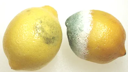 Ce păţeşti dacă mănânci partea neafectată a unui fruct mucegăit