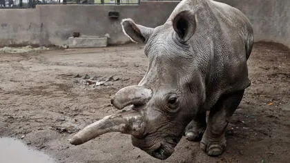 Specie pe cale de dispariţie. A murit unul dintre ultimii patru rinoceri albi nordici, de pe Pământ