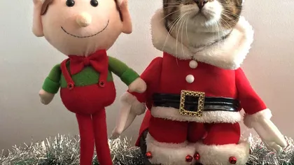 Moş Crăciun are blăniţă: Anul acesta, pisicile ne fac sărbătorile fericite GALERIE FOTO