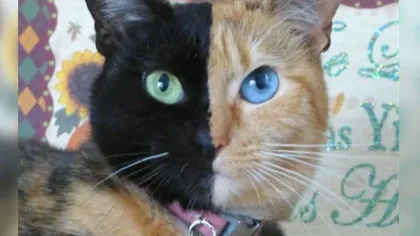 Cea mai neobişnuită pisică face senzaţie pe internet VIDEO