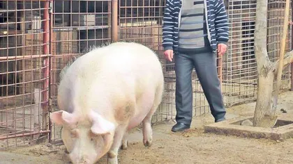 Un bărbat a ajuns la spital din cauza porcului pe care a vrut să-l taie de Crăciun VIDEO