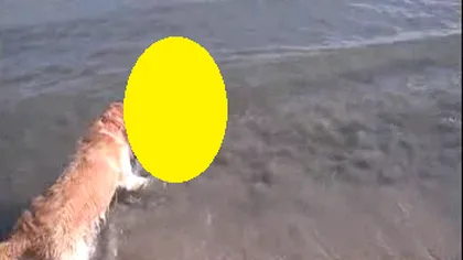 Rechin filmat pe o plajă din Mamaia VIDEO