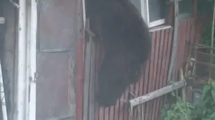 Panică într-un sat din Argeş din cauza unui urs