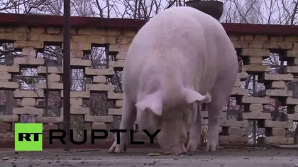 Cel mai mare porc din acest an. Este atât de mare încât poate fi călărit VIDEO