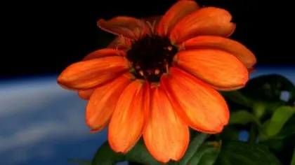 A înflorit prima floare în spaţiu. Este o superbă cârciumăreasă portocalie VIDEO