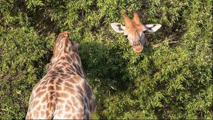 Tu câte girafe crezi că sunt în imagine?