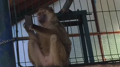 O maimuţă a furat smartphone-ul unui turist. IMAGINI AMUZANTE
